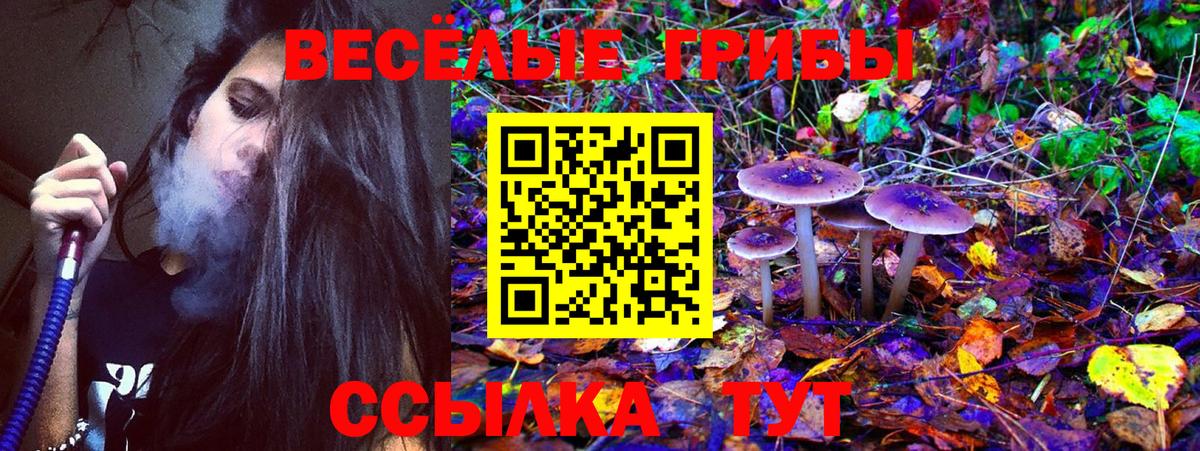 Псилоцибиновые грибы Psilocybe  Вход с VPN  Муром 